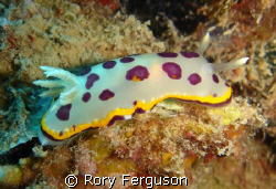 Glandular Chromodoris found on the hull of a wreck on Per... by Rory Ferguson 